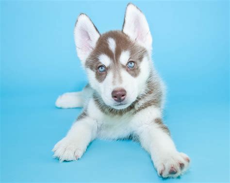 7 Siberian Husky Pups With Stunning Blue Eyes