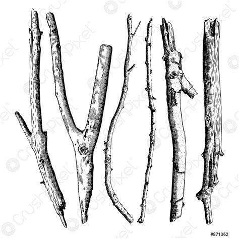 Set Of Detailed And Precise Ink Drawing Of Wood Twigs Stock Vector