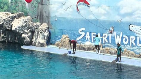Safari World Tour Bangkok Dolphin Show With Marine Park Thailand