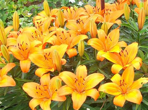 Aztec Lillies Their Not As Tall As Some Types They Don T Need Staking Lilly Flower Flowers