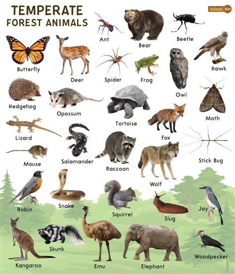 Temperate Forest Animals Facts List Pictures