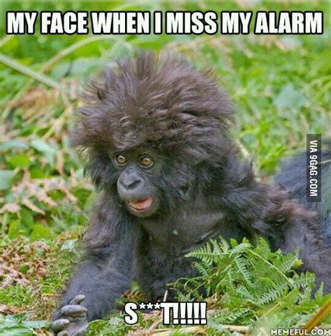 Wake Up In The Morning Feeling Like This Monkey 9gag