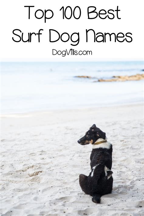 Top 100 Surf Dog Names For Beach Loving Pups Dogvills