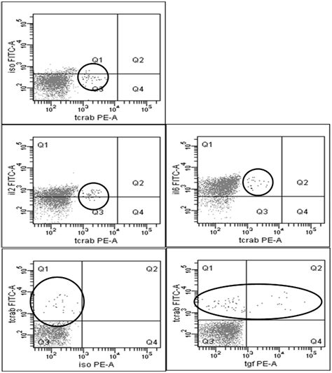 Facs Plots Showing The Cytokine Production In The Tcr Ab Positive And