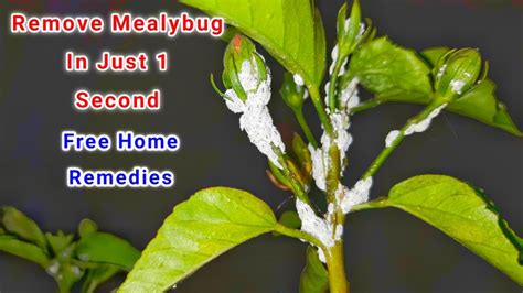 Mealybug Treatment In 1 Second Mealybug Control In Plants Instantly