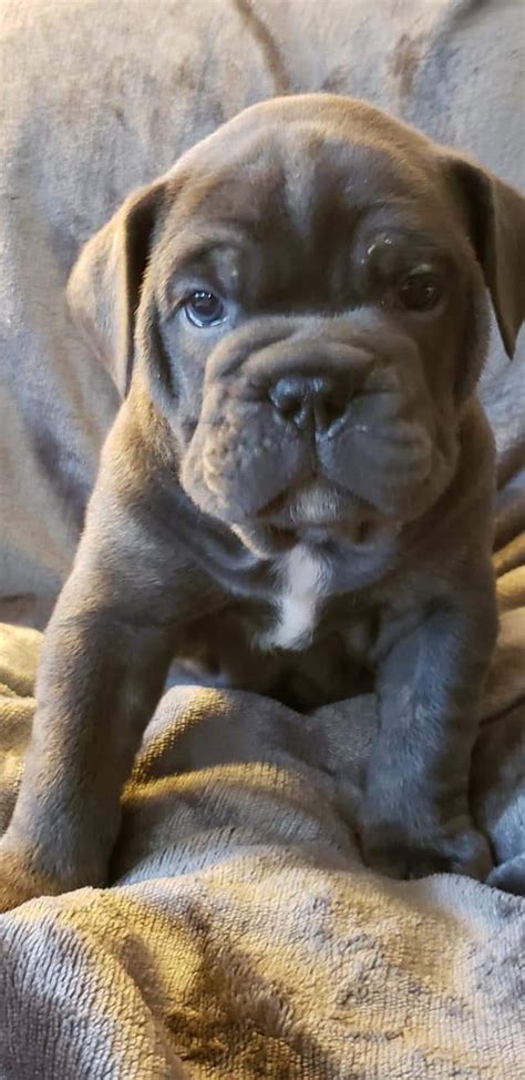 Read our french bulldog buying advice page for information on this dog breed. Old English Bulldog Puppies For Sale | Hamilton Square, NJ ...