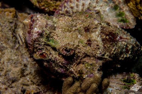 Devil Scorpionfish Facts Photographs Seaunseen