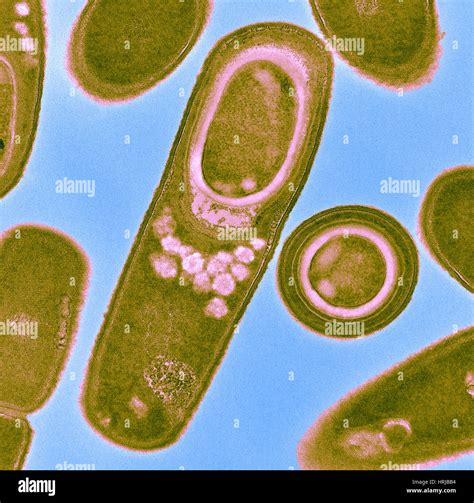 Bacillus Megaterium Agar