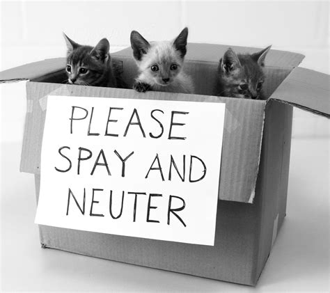 Thank you for your interest in having your dog or cat spayed/neutered by the sahs! Now is the Time to Spay/Neuter Your Pet - The Humane ...