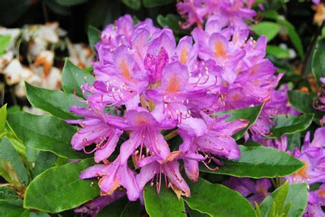 How To Grow And Care For Rhododendrons A Beginners Guide