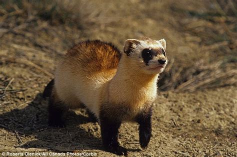 Donation From Scarface Gives Fresh Hope For Black Footed Ferrets
