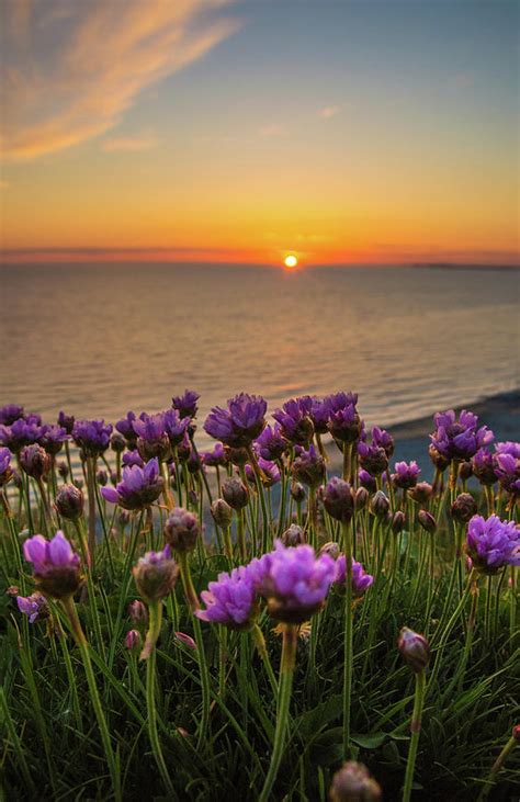 Purple Flowers Sunset Photograph By Dafydd Jones Pixels