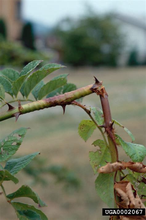 Following the release of her first solo single gone, which she premiered during the show, blinks have long been anticipating rosé's unveiling of on the ground. the track and video finally. Rose Borer Damage: Learn About Rose Cane Borer Treatment