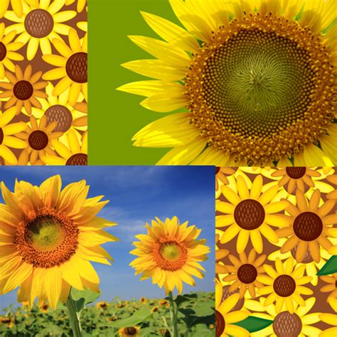 Menurut proflowers, bunga matahari melambangkan pemujaan, kesetiaan, dan umur panjang. Gambar Kolase Bunga Matahari Dari Kulit Telur - Kumpulan ...
