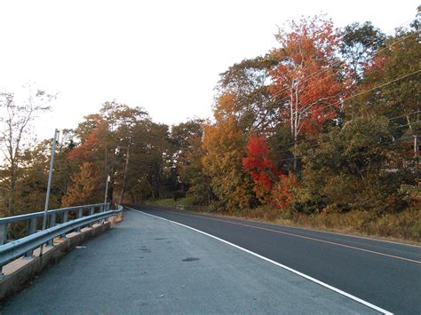 fall leaves on roadside trees | NATURE