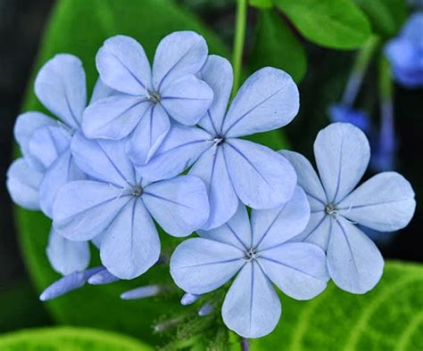 S T I L E T To Plumbago Auriculata
