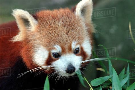 Red Panda Taronga Zoo Sydney Australia Stock Photo Dissolve