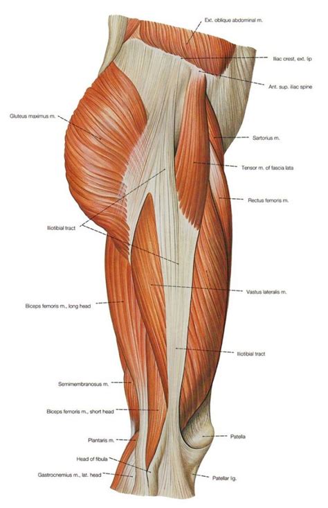 The gastrocnemius muscle has two large bellies, called the medial head and the lateral head, and inserts into the calcaneus bone of the foot via its calcaneal tendon. Anatomy Of Leg Muscles And Tendons Leg Muscle And Tendon ...