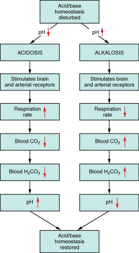 Acid Base Balance Anatomy And Physiology