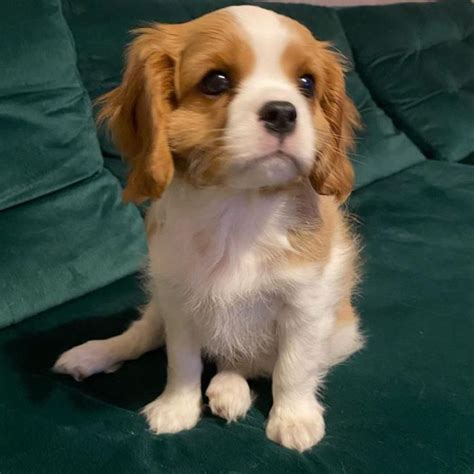 Tiny Chiot Cavalier King Charles A Adopter Image K Fr