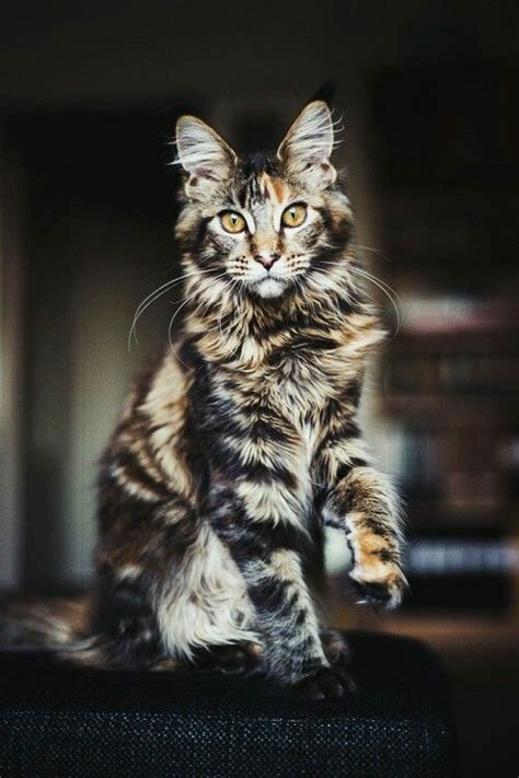 Tumblr Photography Beautiful Cat Animal Cats Sevimli