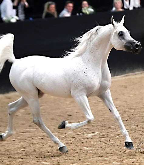 Female horses can also be called yearlings whe prior to the age of four, female horses are called fillies, and from age four and up. In this Issue: June 2018 | Arabian Horse World