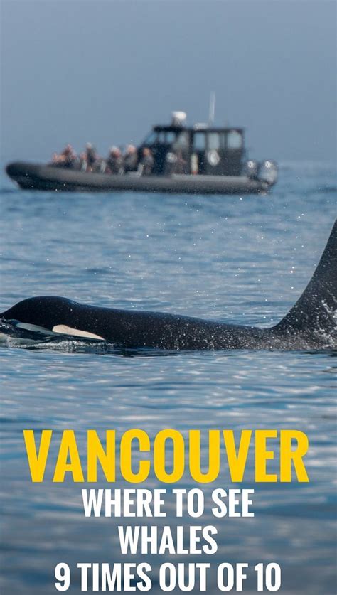 Whale Watching Vancouver The Guaranteed Way To See Whales Vancouver