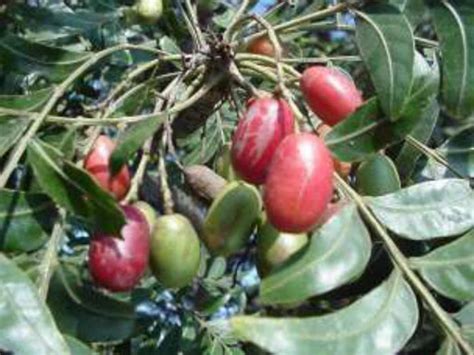 Revealed The Indigenous Fruit With Plum Position In A Cheap And