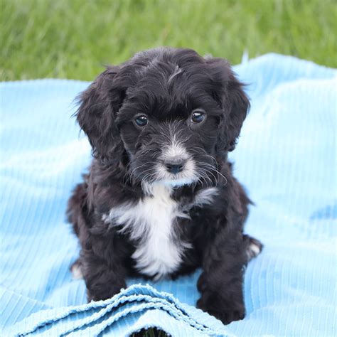 Black And White And All Around Adorable Cavapoo Cute Dogs Breeds