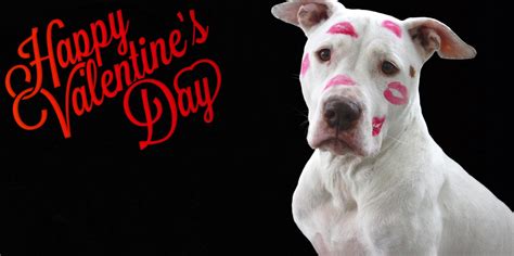 Valentines Puppy Wallpapers Wallpaper Cave