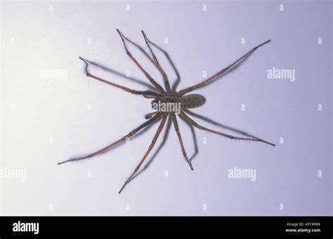 Domestic House Spiders Hi Res Stock Photography And Images Alamy