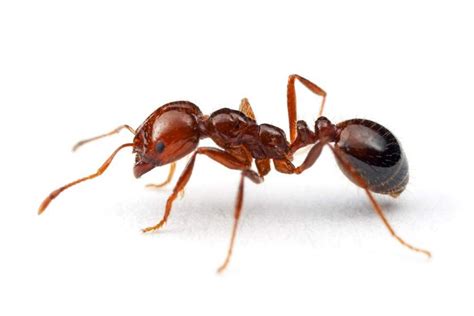 Red Imported Fire Ant Solenposis Invicta In Australia Professional