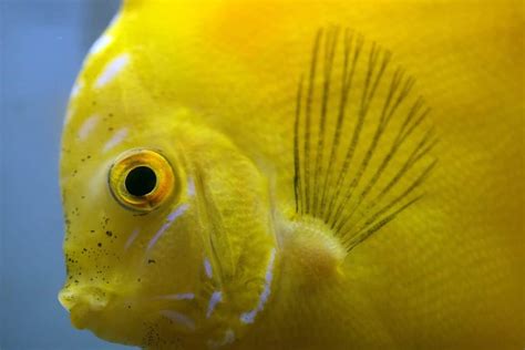 10 Stunning Yellow Colored Fish Freshwater And Saltwater A Z Animals