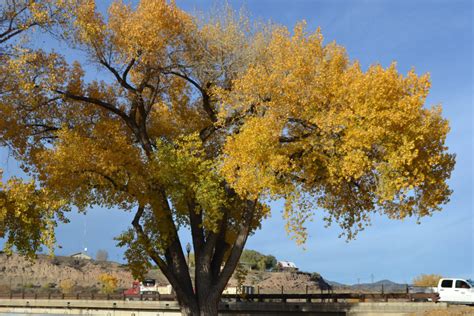 A Cottonwood Tree Along The Colorado River Photo Via Flickr