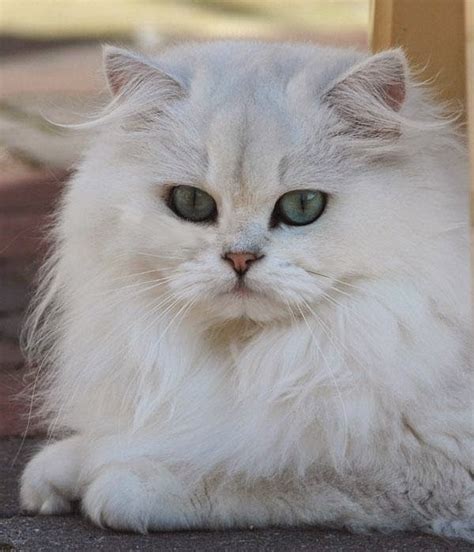 Pets We Love Top 5 Long Haired Cat Breeds