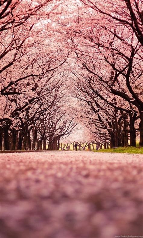 Landscape Cherry Blossom Trees Path Nature Wallpapers Hd