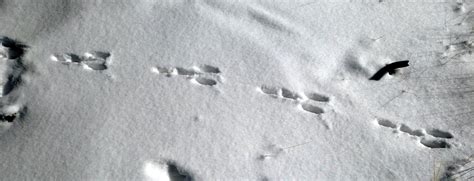 The Mathematical Tourist Rabbit Tracks In Snow