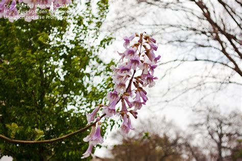 Plant Identification Closed Small Tree Purple Bell Shaped Flowers 1