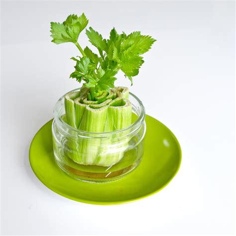 How To Regrow Celery Popsugar Smart Living