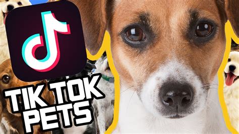 Cute Tik Tok Dogs Cats And Pets Compilation Youtube