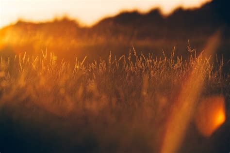 Green Grass During Golden Hour Photo Free Nature Image On Unsplash