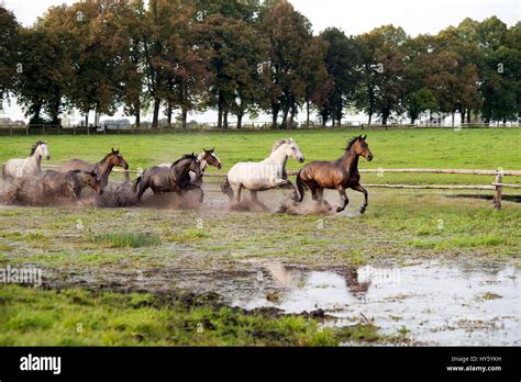 Horse Galloping On A Pasture Hi Res Stock Photography And Images Alamy