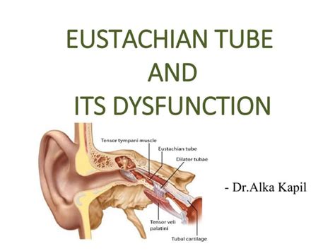 Tympanic Membrane Dr Fadil Pdf