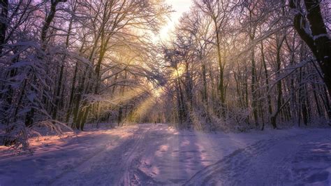 Wallpaper Winter Trees Thick Snow Sun Rays 1920x1200 Hd Picture Image