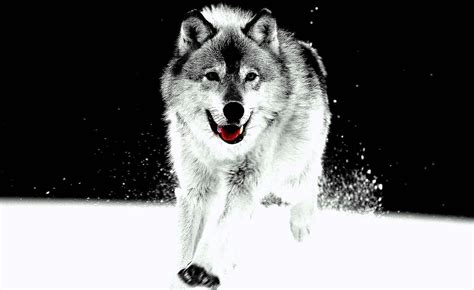 Black And White Wolf Wallpapers Hd Wolf Background Images