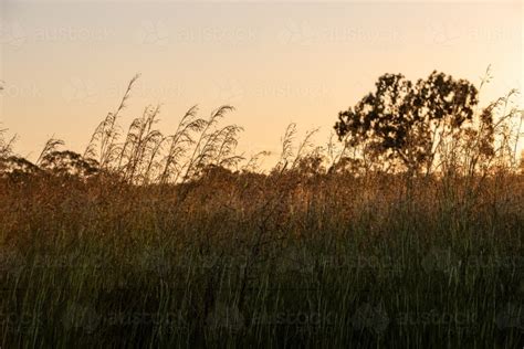 Image Of Sunset View With Tall Grass Austockphoto