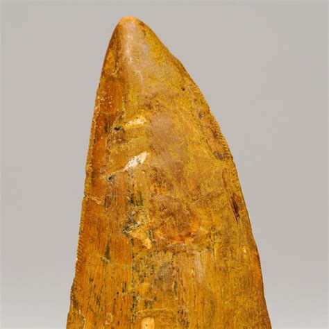 Carcharodontosaurus Tooth From Tegana Formation North Africa For Sale At 1stdibs