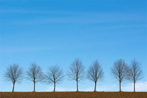 Row Of Trees Copyright Free Photo By M Vorel Libreshot