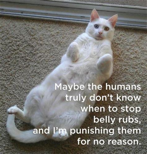 What The Cat Ladys Cats Are Really Thinking 21 Pics