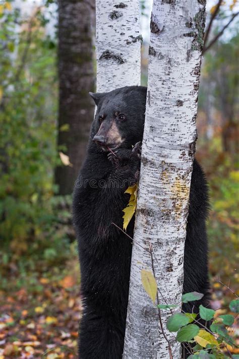 Black Bear Ursus Americanus Chews On Leaf Standing Behind Birch Tree